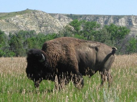 buffalo1.jpg