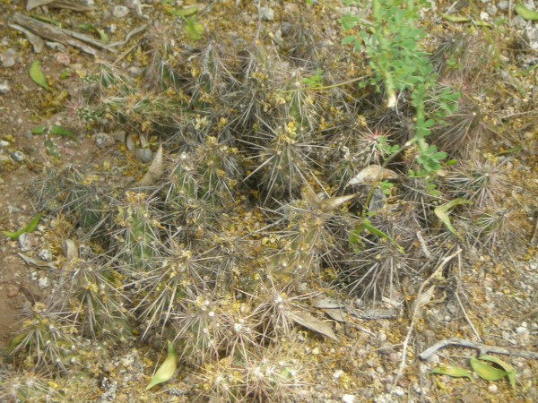 cactus600.jpg